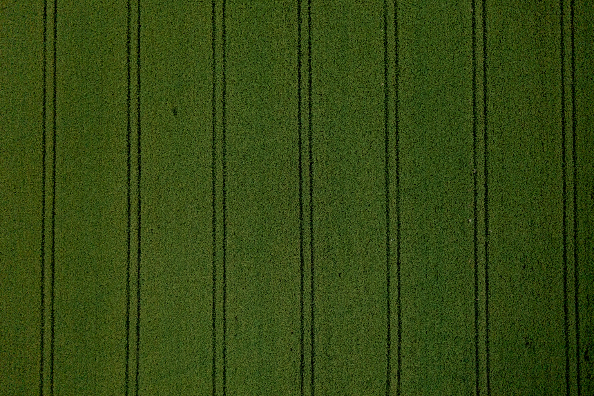 Pellervo-4